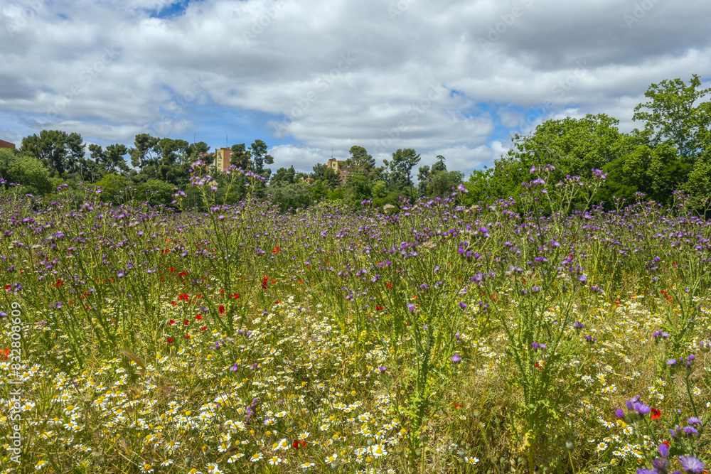 A pretty field full of white daisies and thistles with purple flowers A pretty field full of white daisies and thistles with purple flowers