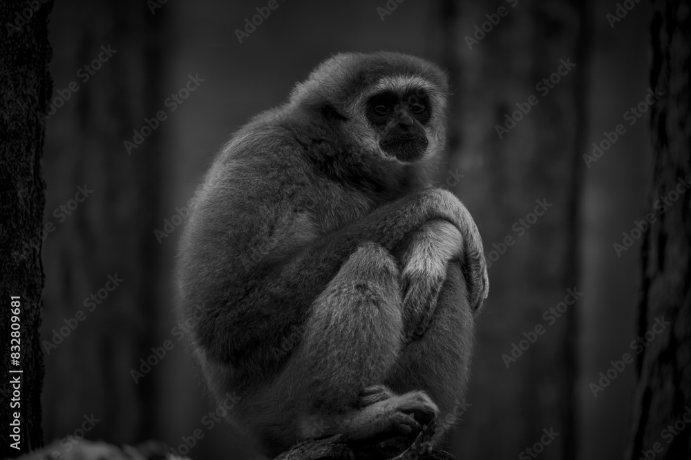 Fototapeta premium photographs of monkeys and gorillas in different positions