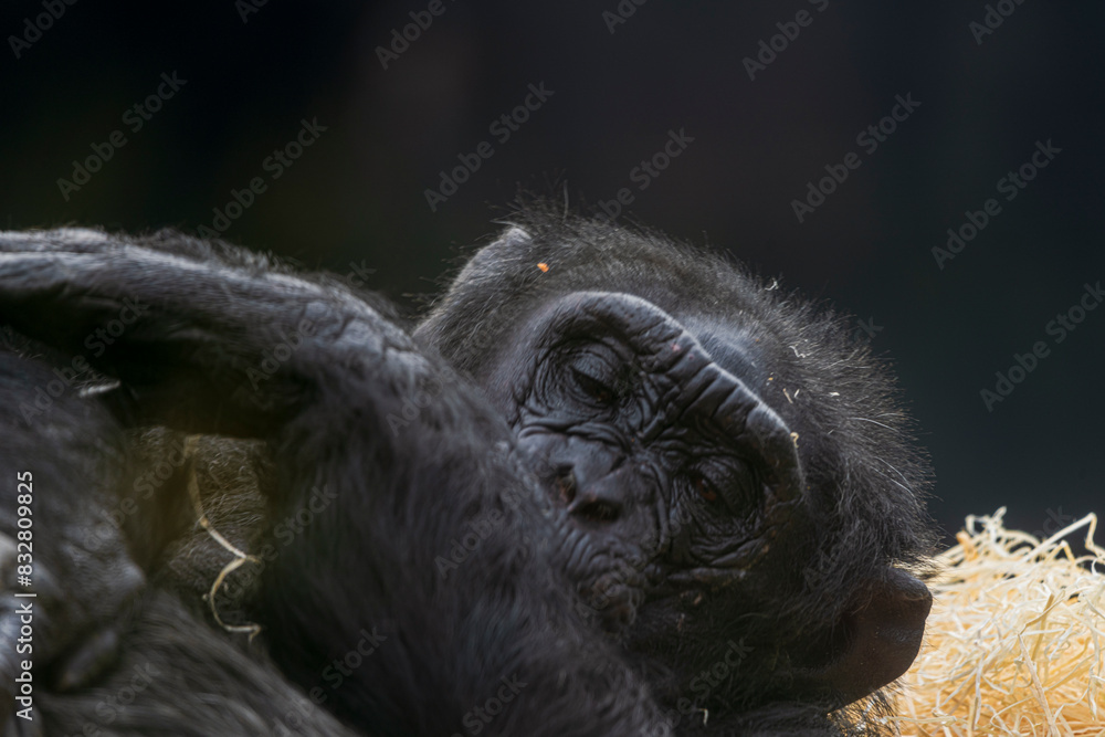 Obraz premium photographs of monkeys and gorillas in different positions