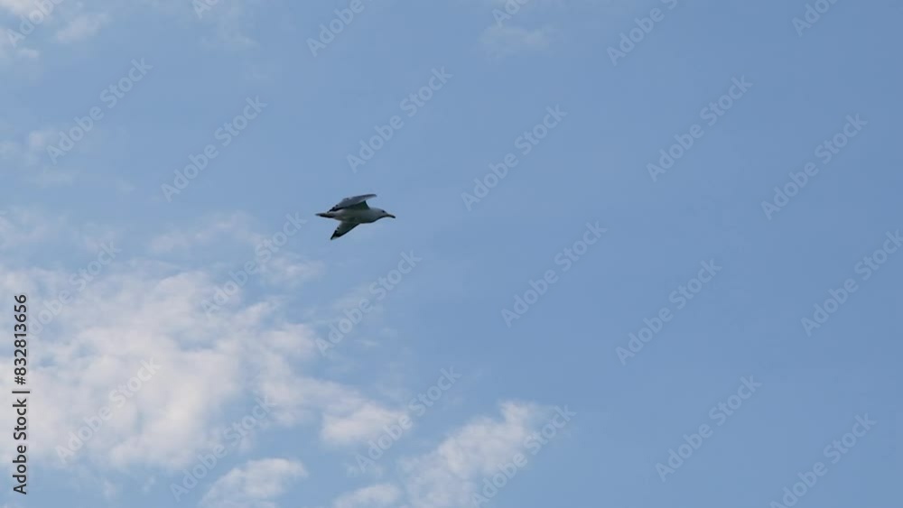 A seagull flies against the blue sky, slow motion. Seagull against the background of the slow motion sky A seagull flies against the blue sky, slow motion. Seagull against the background of the slow motion sky