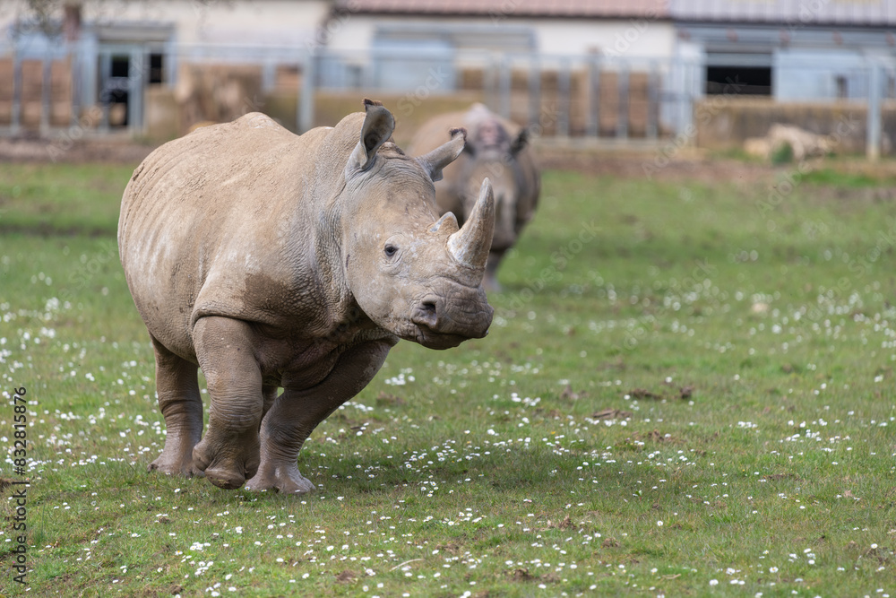 Fototapeta premium A southern white rhinoceros (ceratotherium simum simum) running around a field
