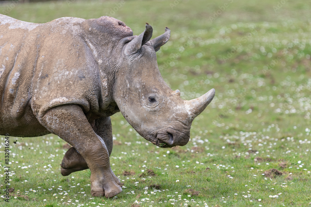 Naklejka premium Southern white rhinoceros (ceratotherium simum simum)