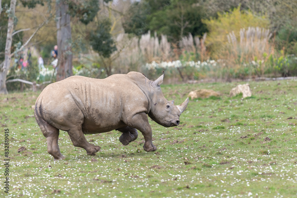 Obraz premium Southern white rhinoceros (ceratotherium simum simum)