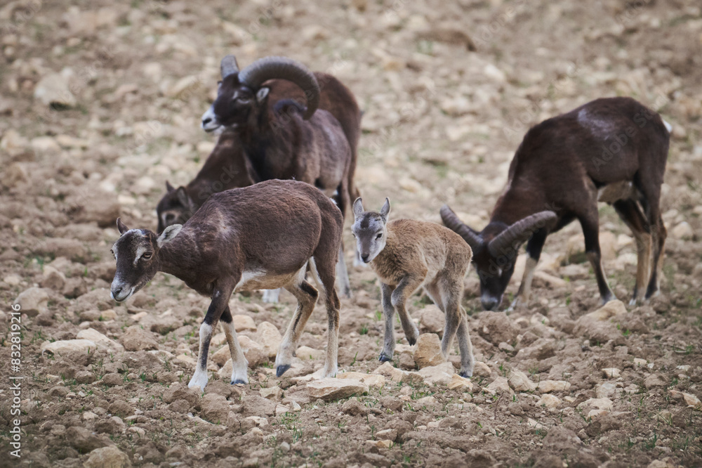 Mouflon sheep family grazing on rocky terrain Mouflon sheep family grazing on rocky terrain