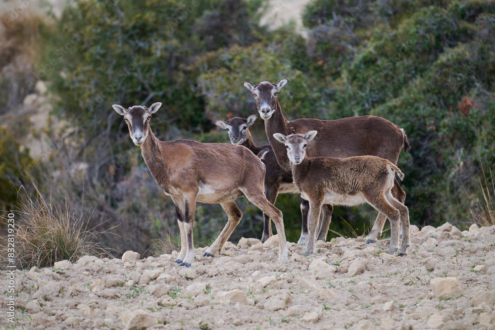Group of mouflons standing on a rocky terrain