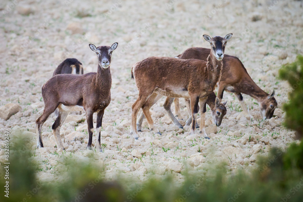 Group of mouflons grazing in a rocky field Group of mouflons grazing in a rocky field