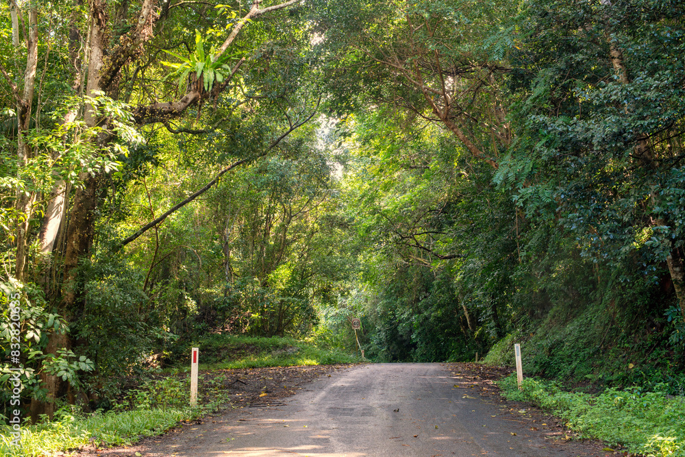 Fototapeta premium Cairns' region, Queensland, lush rainforest via winding roads. Sunlight filters through dense foliage, creating a captivating scene of natural beauty