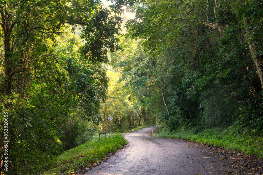 Fototapeta premium Cairns' region, Queensland, lush rainforest via winding roads. Sunlight filters through dense foliage, creating a captivating scene of natural beauty