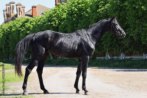 Thoroughbred young black horse posing against stud farm