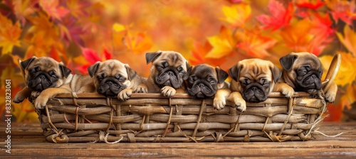 Cute pug puppies sleeping in basket with sweet snorts and snores  creating heartwarming scene