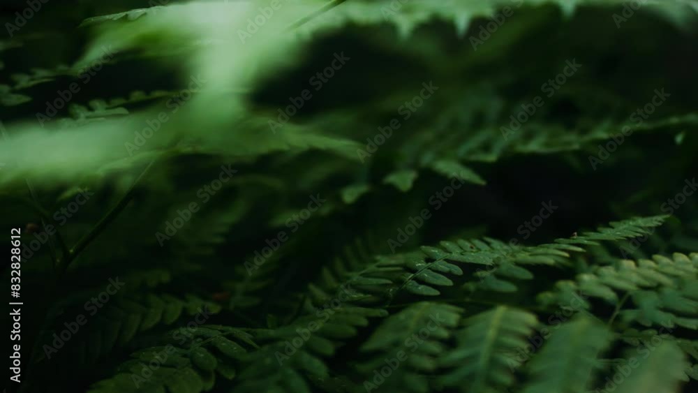 The background is made up of green leaves of forest plants. Leaves of ferns and herbs in the forest. Tropical outdoor plants highlight the wild nature of exotic woodland plants The background is made up of green leaves of forest plants. Leaves of ferns and herbs in the forest. Tropical outdoor plants highlight the wild nature of exotic woodland plants