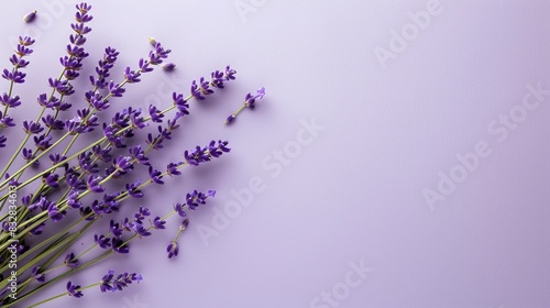 Lavender Sprigs with Loose Buds on Light Purple Background. Copy space