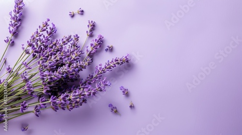 Lavender Sprigs with Loose Buds on Light Purple Background. Copy space
