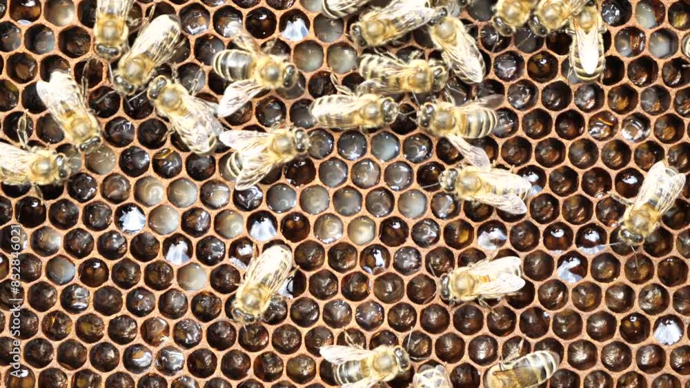 Feeding the larvae with bee milk. The picture is interesting for entomologists.
The eggs laid by the queen bee in the honeycomb, the bees are poured with milk. Feeding the larvae with bee milk. The picture is interesting for entomologists.
The eggs laid by the queen bee in the honeycomb, the bees are poured with milk.