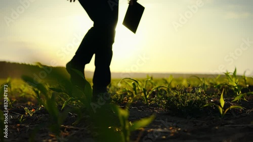 At sunset, a farmer with a tablet in his hands walks through a field of corn. A farmer's agricultural holding is surrounded by young green stems. He inspects the growing process of corn cobs