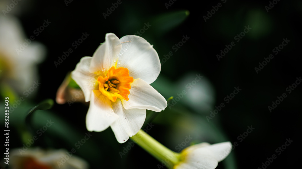 Detailed view of a white flower with vibrant yellow center Detailed view of a white flower with vibrant yellow center