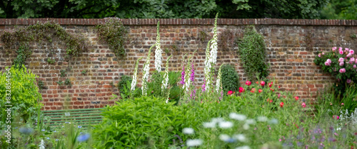 Foxgloves growing in Eastcote House Gardens, historic walled garden in Hillingdon, north west London, UK. Garden is photographed in late May and is planted in a naturalistic style scheme.