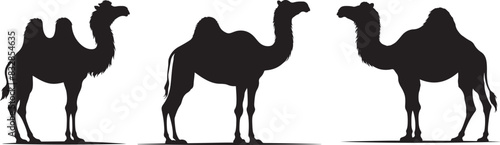 Camel Silhouette on White Background 