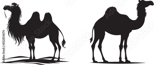 Camel Silhouette on White Background 