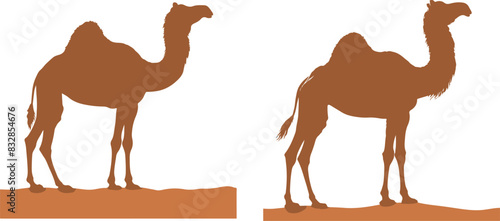 Camel Silhouette on White Background 