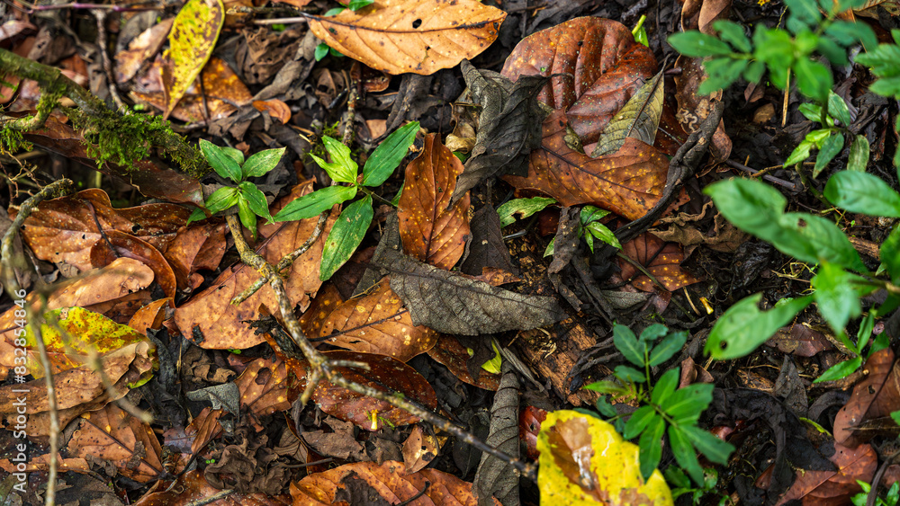 Contrast of Life a Vibrant Green Plants Amidst a Bed of Dry Leaves Contrast of Life a Vibrant Green Plants Amidst a Bed of Dry Leaves