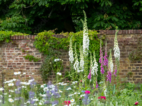 Photography Foxgloves growing in Eastcote House Gardens, historic walled garden in Hillingdon, north west London, UK
