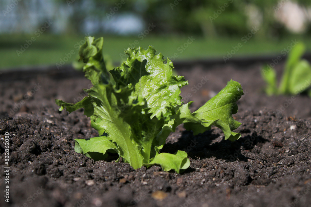 Close up of homegrown small green lettuce leaves in a bed in a garden Close up of homegrown small green lettuce leaves in a bed in a garden