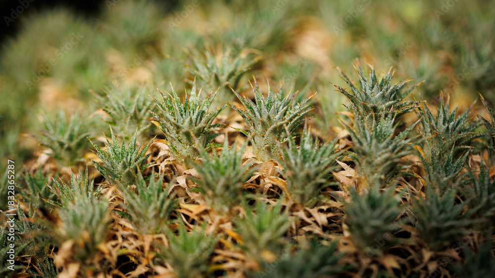 A field where a multitude of pineapples are flourishing A field where a multitude of pineapples are flourishing