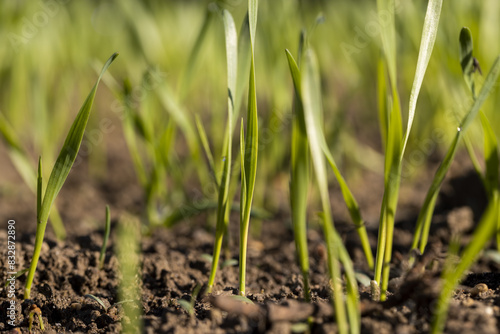 new rows of wheat in the field