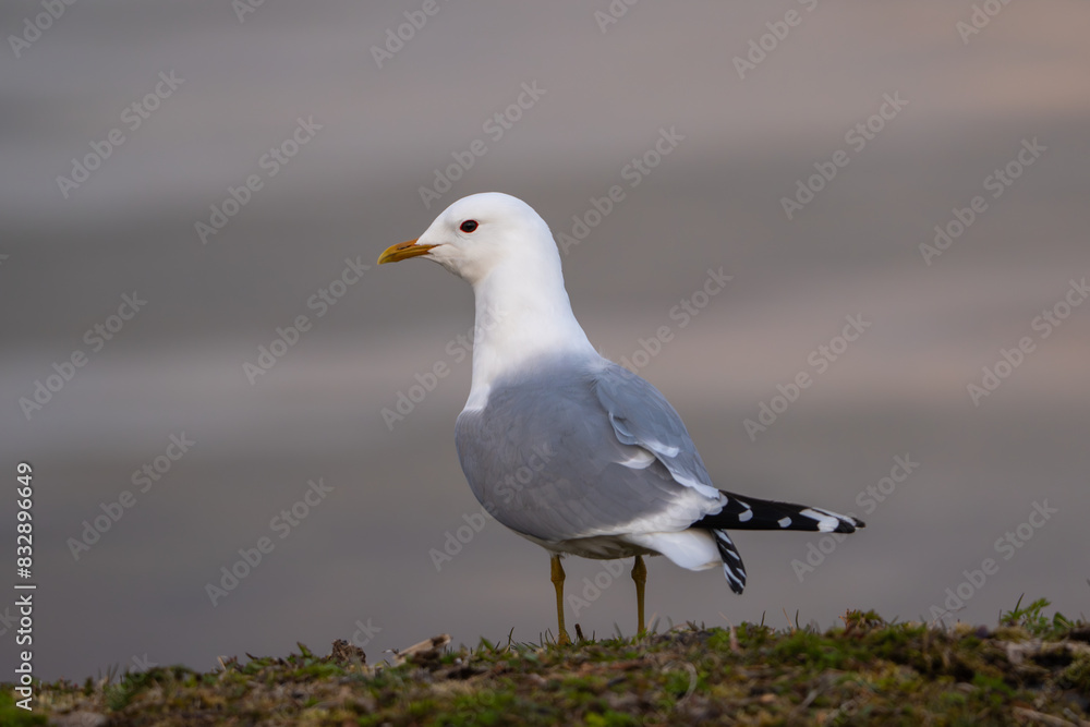 Common gull sitting on grassy ground, high detail eye level, blurry background Common gull sitting on grassy ground, high detail eye level, blurry background
