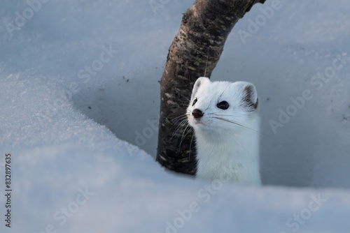 Beautiful, cute Northern Stoat (Mustela erminea) in white winter coat, peering out of it's den in the snow, high detail photo
