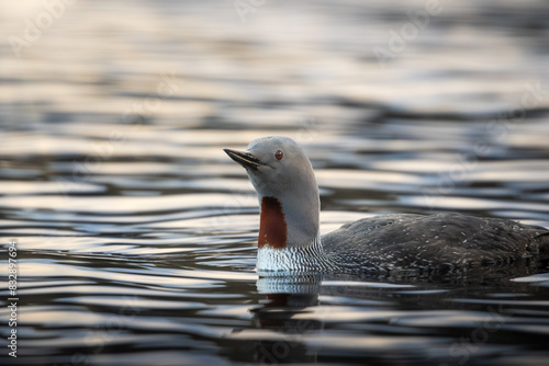 A Red-throated loon in a lake, closeup with sun rays from sunrise, high detail, eye level and eye focus photo