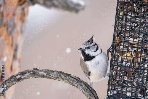 Crested tit on birdfeeder while it is snowing, high detail, sharp image photo