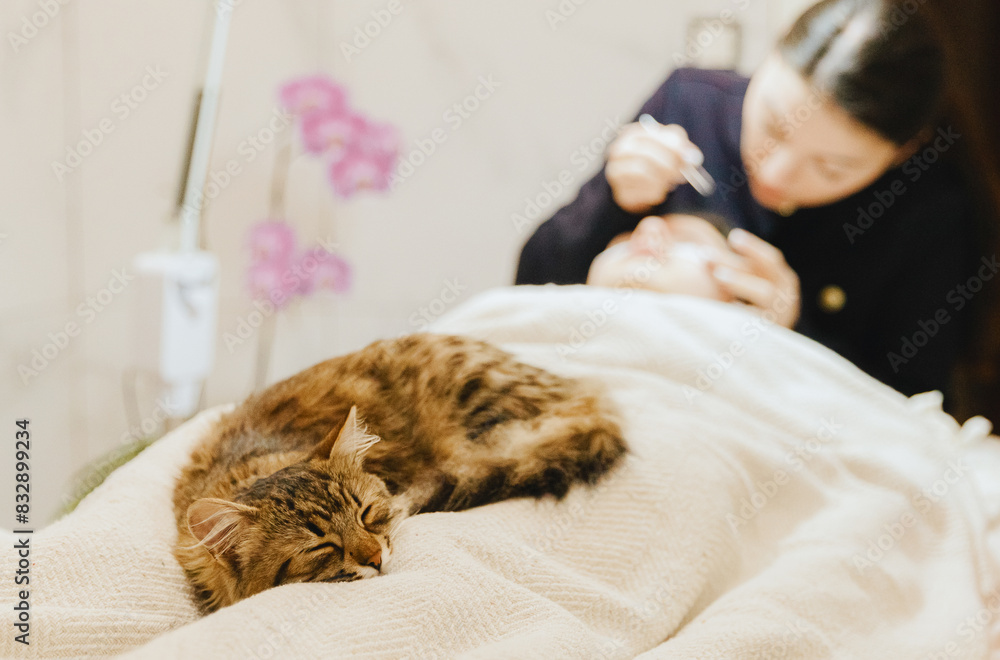 Portrait of a sleeping cat at the feet of a woman. Portrait of a sleeping cat at the feet of a woman.