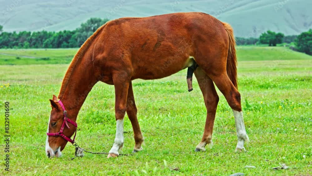 red stallion with white legs in the red bridle on a leash is grazing on green meadow with mountains on the horizon at cloudy spring day, side view. red stallion with white legs in the red bridle on a leash is grazing on green meadow with mountains on the horizon at cloudy spring day, side view.