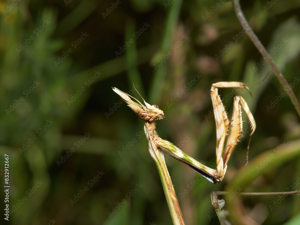 Mantis palo Mantis palo
