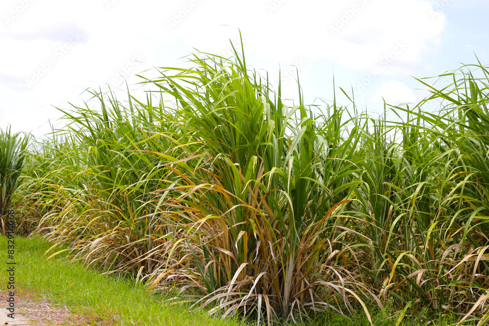 Fototapeta premium Sugar cane fields, Sugarcane plantation