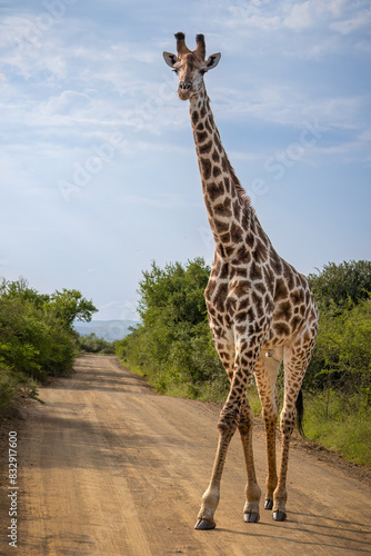 Photography A male giraffe crossing a dirt road in a game reserve in South Africa, with Acacia thorn trees and a sky with clouds as the background
