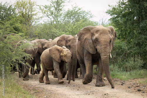 A herd of African elephants including juveniles led by their matriarchal leader, walking down a dirt road surrounded by Acacia trees in a game reserve in South Africa.