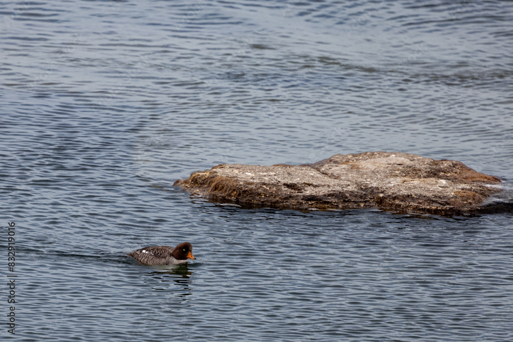 Fototapeta premium Bird gliding near a rock in water