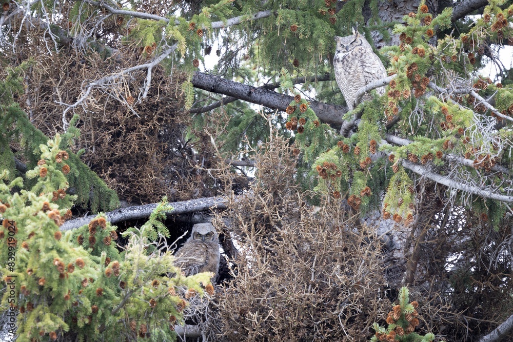 White owl perched in a tree, gazing intently