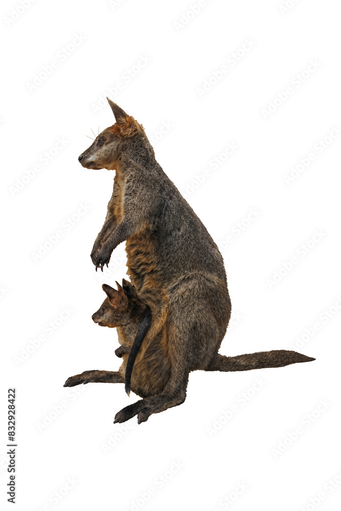 Cutout of a female kangaroo carrying her baby in her pouch, isolated transparent png Cutout of a female kangaroo carrying her baby in her pouch, isolated transparent png