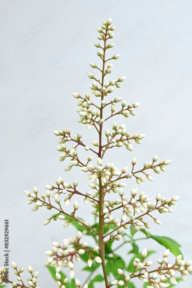 Obraz premium Heavenly bamboo (Nandina domestica). Berberidaceae evergreen shrub. Produces panicles of six-petaled white flowers in early summer.