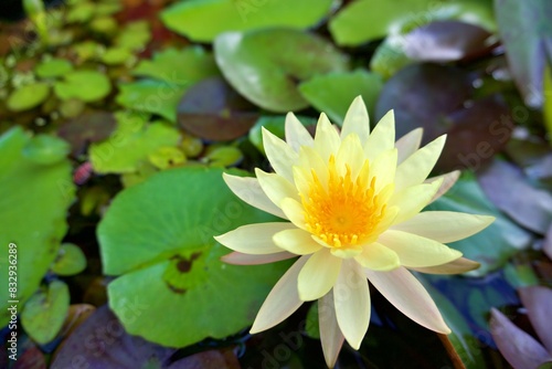 Yellow lotus 