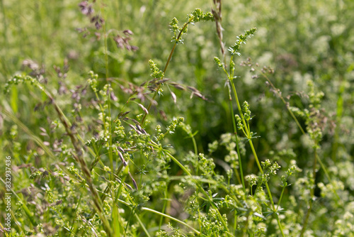 Gräser, Felder, wilde Blüten: Wildgras, wilder Flieder