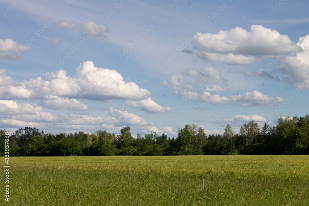 Fototapeta premium gräser, felder, wilde blüten: Horizont