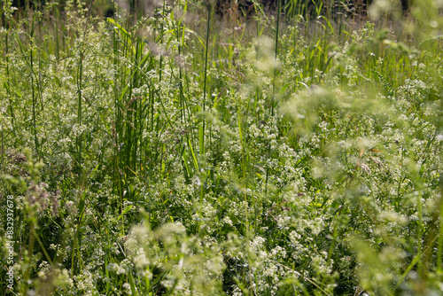 gräser, felder, blüten: wildgras, wilder flieder, 