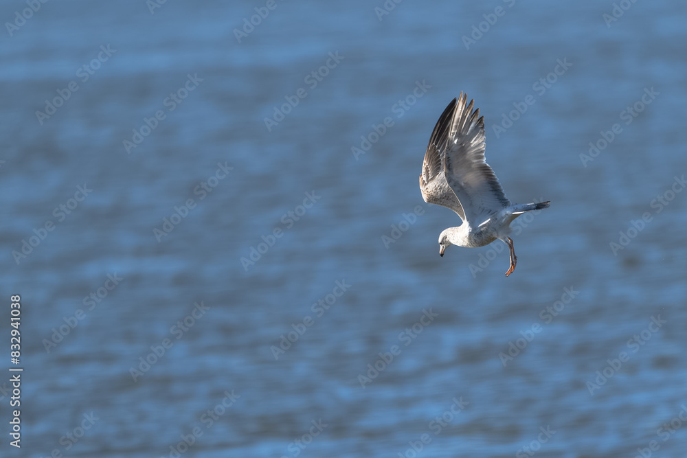 Fototapeta premium Closeup of a ring-billed gull in flight.