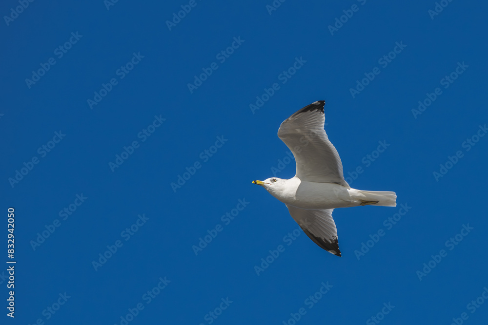 Closeup of a ring-billed gull in flight. Closeup of a ring-billed gull in flight.
