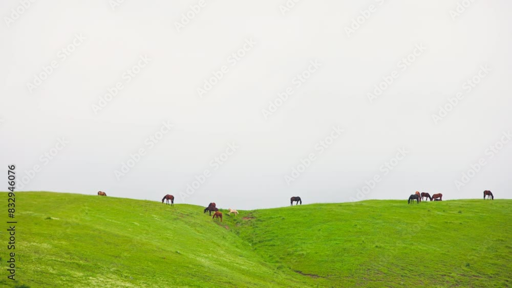 group of horses are grazing on far hill pasture in the mountains at overcast spring day. group of horses are grazing on far hill pasture in the mountains at overcast spring day.